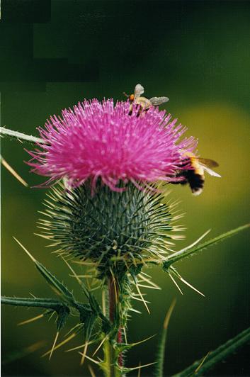 image of the bull thistle