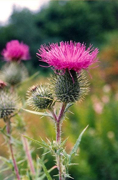 image of the bull thistle