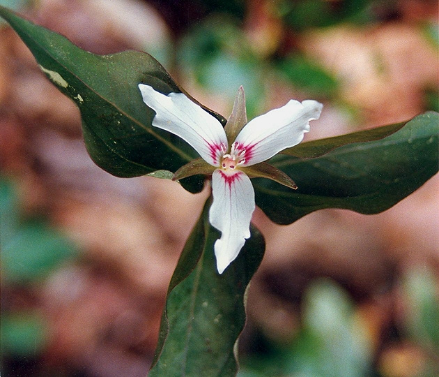 Painted Trillium Image