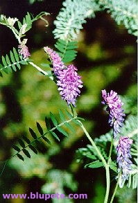 Tufted Vetch Image