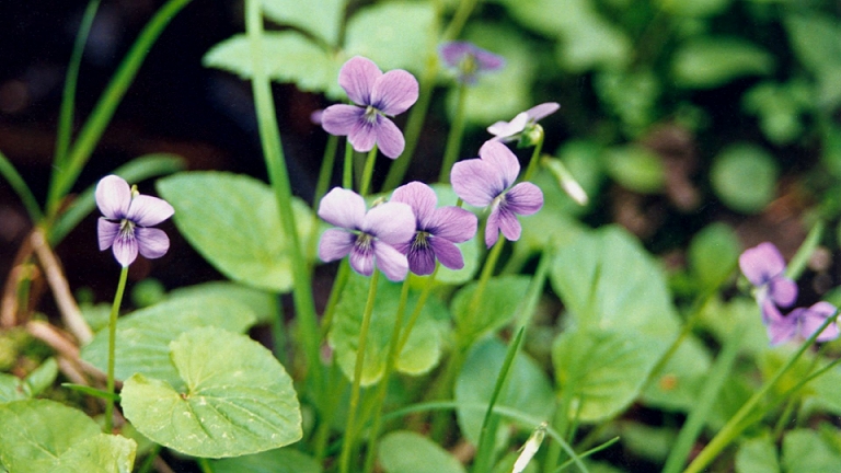 Common Blue Violet Image