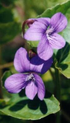 Common Blue Violet Image