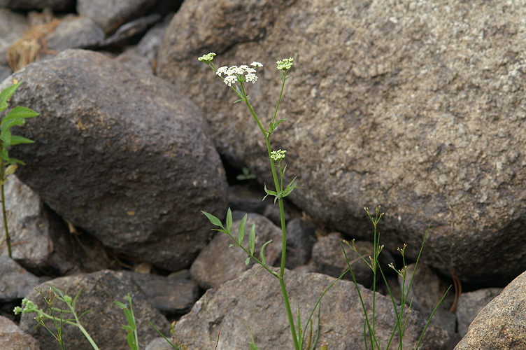 An image of the Cut-leaved Water Hemlock