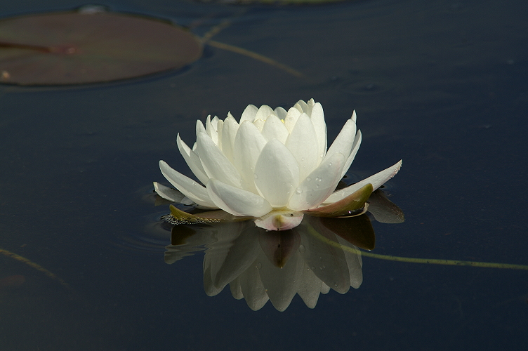 Close up of the Fragrant Water Lily