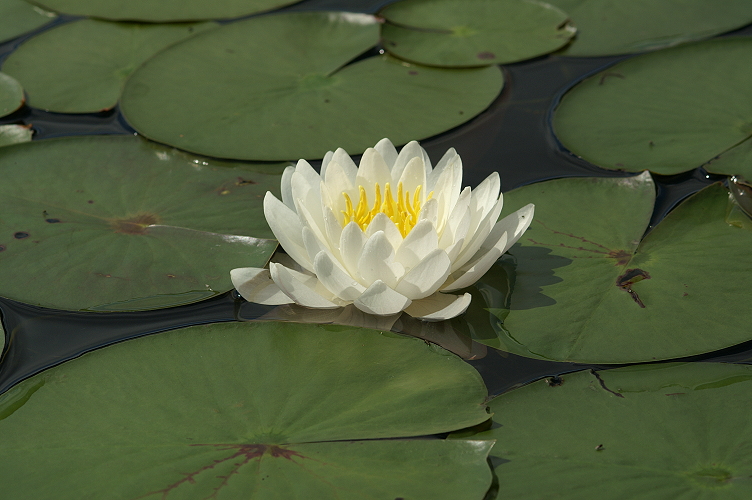 Close up of the Fragrant Water Lily