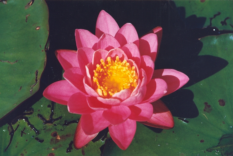 Close up of the Fragrant Water Lily