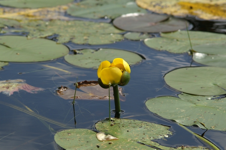 An image of the water lily, bull head