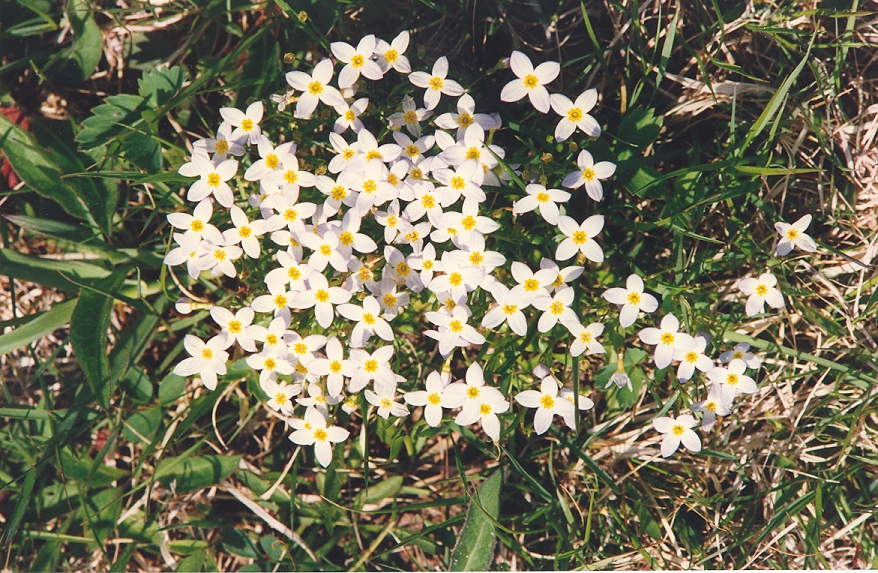 Wildflowers of Nova Scotia