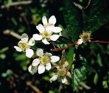 An image of the flowering bramble