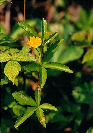 Cinquefoil