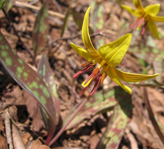 Trout Lily