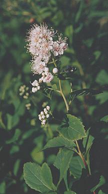 image of Meadowsweet