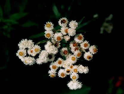 An image of Pearly Everlasting