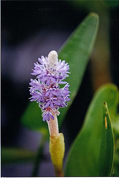 An image of pickerel weed (Close)