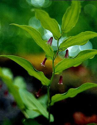 An image of the Rose Twisted Stalk
