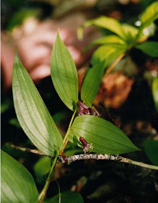 An image of the Rose Twisted Stalk