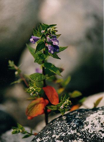 An image of the Skullcap