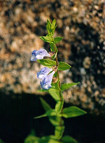 An image of the Skullcap