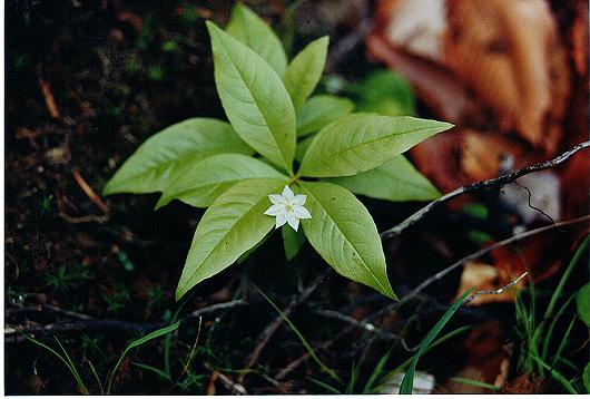 An image of the starflower