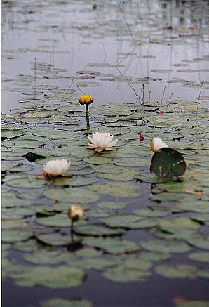 An image of the water lily, bull head (distant)
